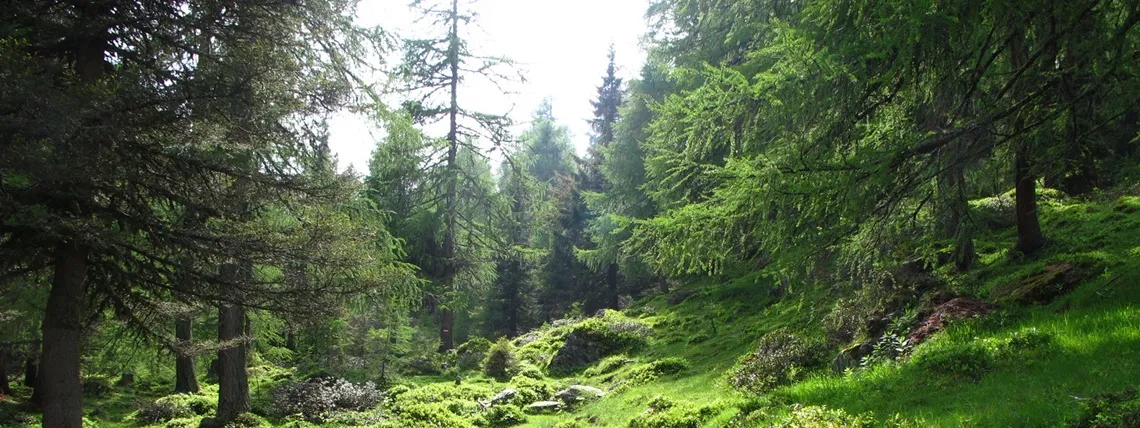 Wald